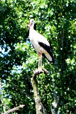DSC_2271A.jpg