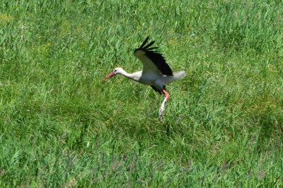 DSC_2284A.jpg