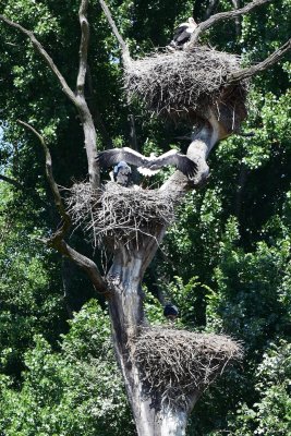 DSC_2291A.jpg