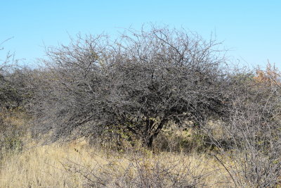DSC_3225.JPG