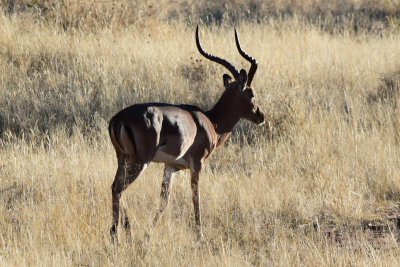 DSC_3253A.jpg