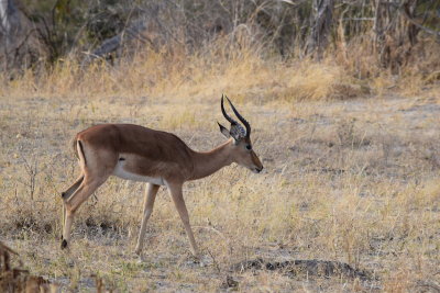 DSC_4620.JPG