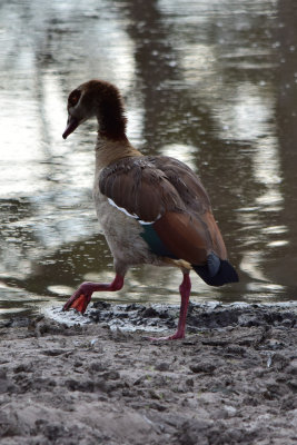 DSC_4635A.jpg