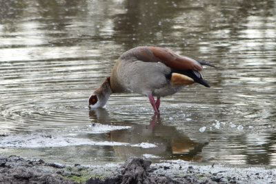 DSC_4636A.jpg