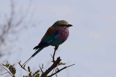 DSC_4643A.jpg