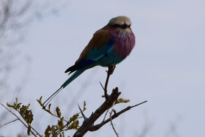 DSC_4644A.jpg