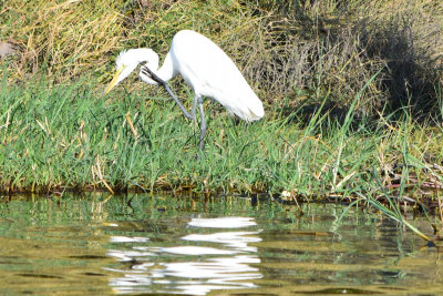 DSC_4756A.jpg