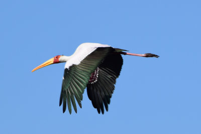 DSC_4769A.jpg