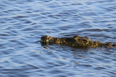 DSC_4879.JPG
