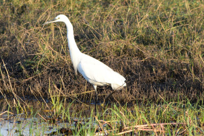 DSC_4948A.jpg
