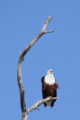 DSC_5177A.jpg