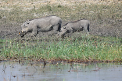 DSC_5247A.jpg