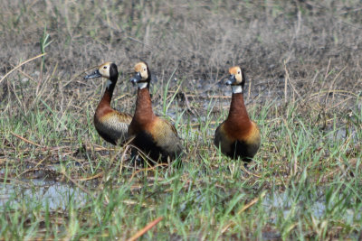 DSC_5252A.jpg