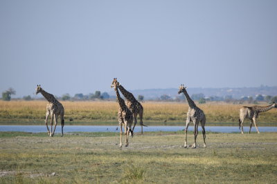 DSC_5424.JPG