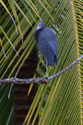 DSC_8184A.jpg