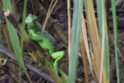 DSC_8202A.jpg