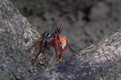 DSC_8208A.jpg