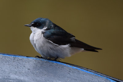 DSC_8215A.jpg