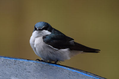 DSC_8216A.jpg