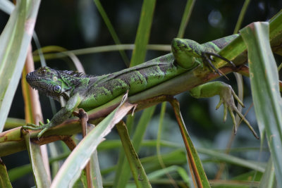DSC_8220A.jpg