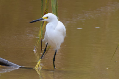 DSC_8223A.jpg