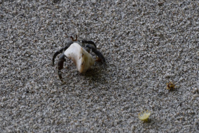 DSC_8755A.jpg