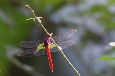 DSC_8798A.jpg