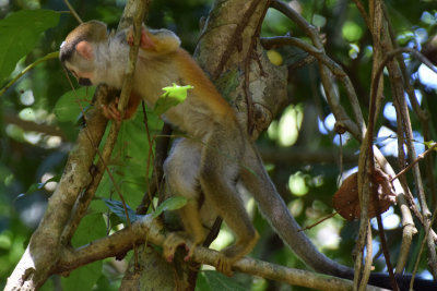 DSC_8862A.jpg