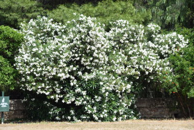 DSC_1890.JPG