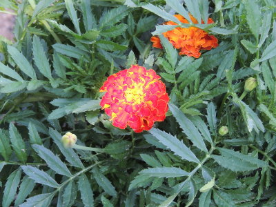 DSCN9009.JPG
