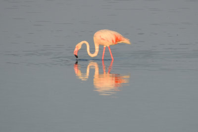 DSC_2091A.jpg