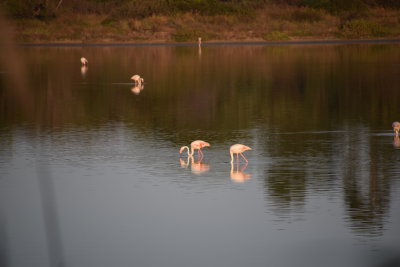 DSC_2093.JPG