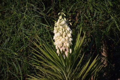 DSC_2125.JPG