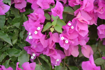 DSC_2139.JPG