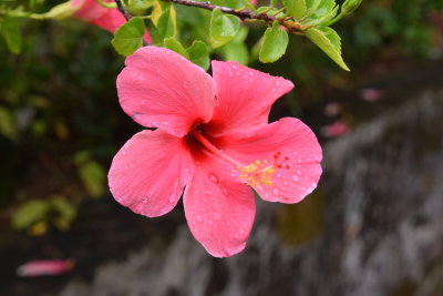 DSC_2483.JPG