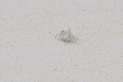 DSC_2545A.jpg