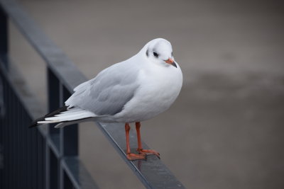 DSC_4201.JPG