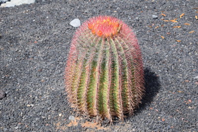 DSC_5605.JPG