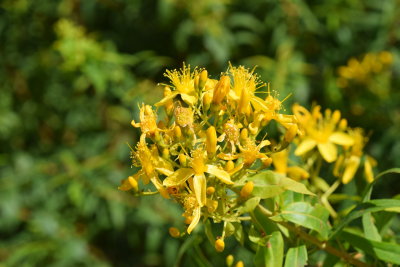 DSC_5801.JPG