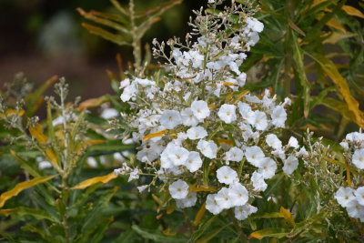 DSC_5831.JPG