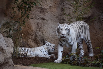 DSC_5918.JPG