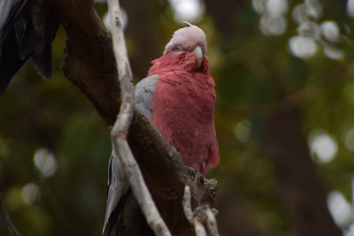 DSC_6044A.jpg