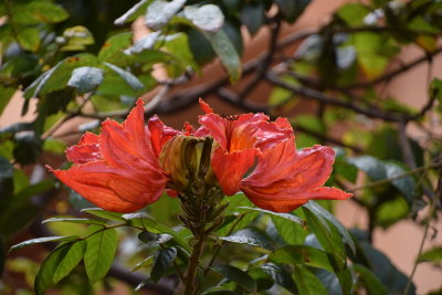 DSC_6161.JPG