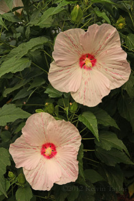 Hibiscus 'Peppermint Flare'