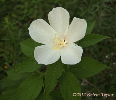 Garden Hibiscus