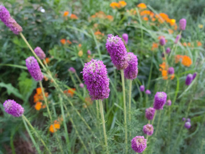 Purple prairie clover