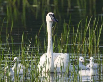 Trumpeter swan family