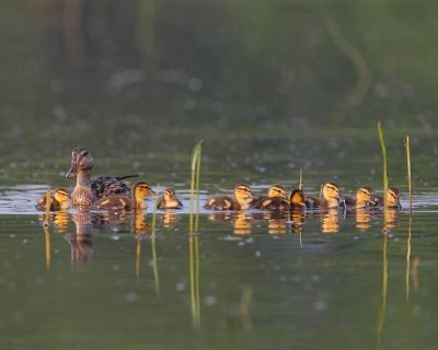 Mallard duck family