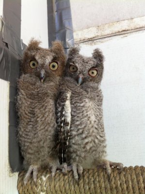 Eastern screech owls