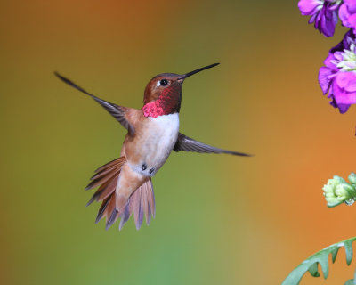 Rufous hummingbird